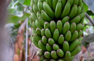 Non chiamatela &ldquo;banana&rdquo;!