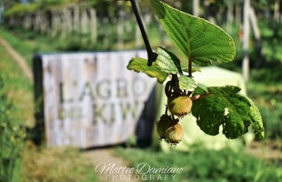 Oltre il kiwi