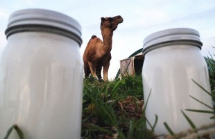 Il latte di cammello