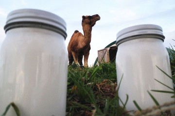 Il latte di cammello