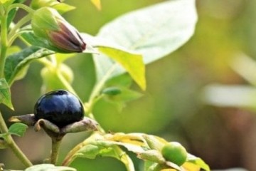 Non tutte le piante fanno bene