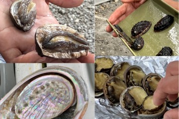 Cos&rsquo;&egrave; l&rsquo;abalone?