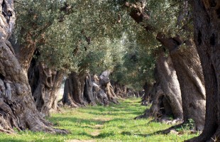 Xylella: quale soluzione?