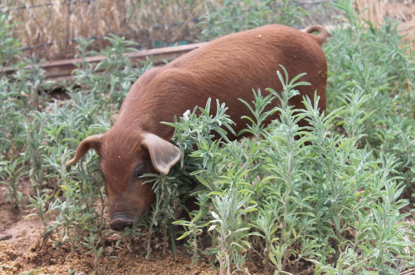 L&rsquo;allevamento antispreco