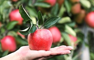 Salvare l&rsquo;agricoltura con il lavoro