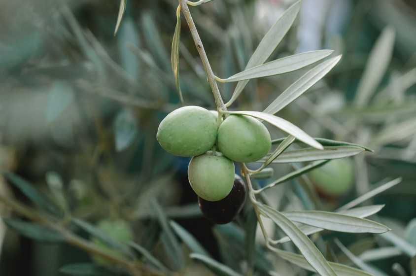 La canzone dell&rsquo;ulivo