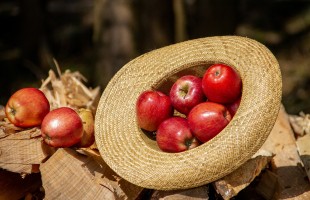 Olio di semi&hellip; di mela 