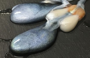 In cucina con il nero di seppia 