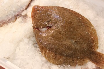 Il pesce rombo