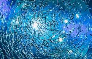 Quanti pesci ci sono nel mare? 