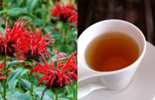 La monarda e l&rsquo;Oswego