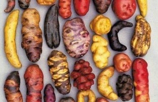 Le patate peruviane