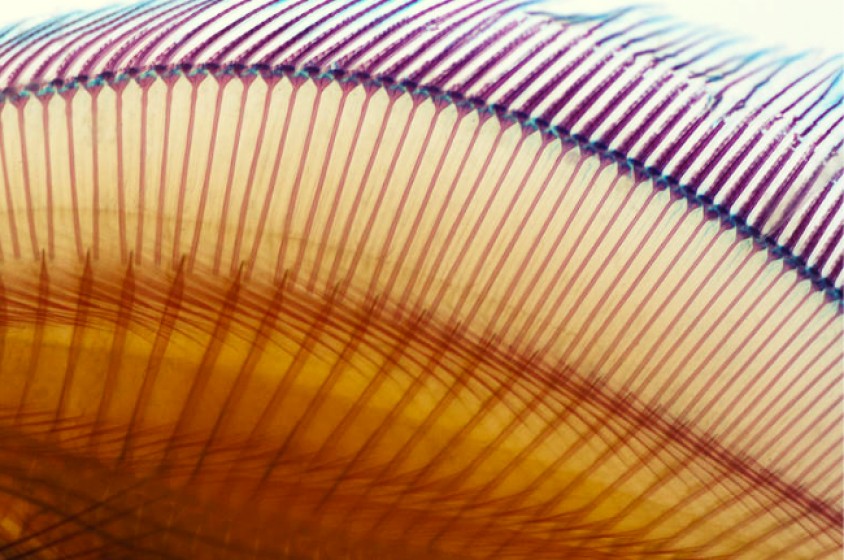 Geneticamente senza spine