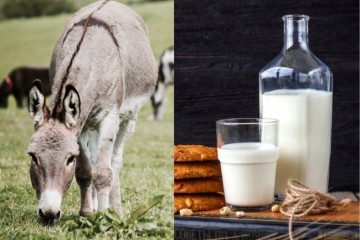 Il buono del latte d'asina