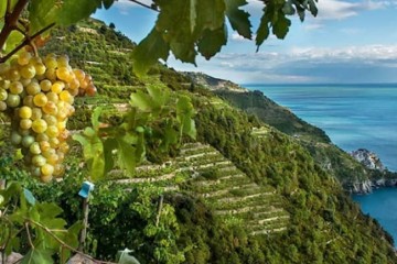 Il vino delle Cinque Terre