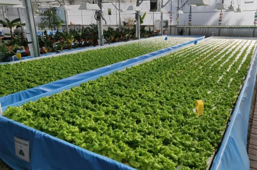 Conoscere l'acquaponica