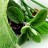 Erbe officinali aromatiche