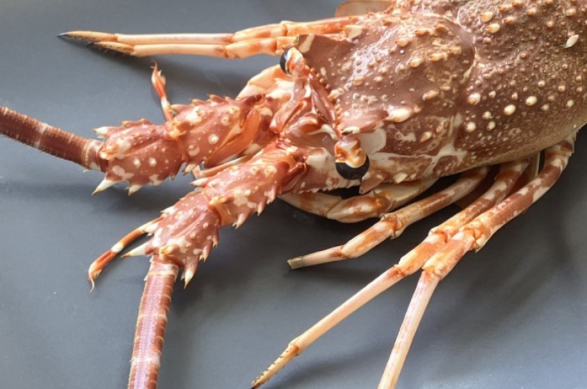 Aragosta, da povera a ricca