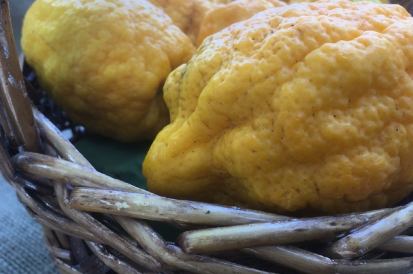 Il cedro (e i suoi canditi)