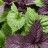 Shiso, il basilico giapponese