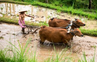 L'aratura reale thailandese