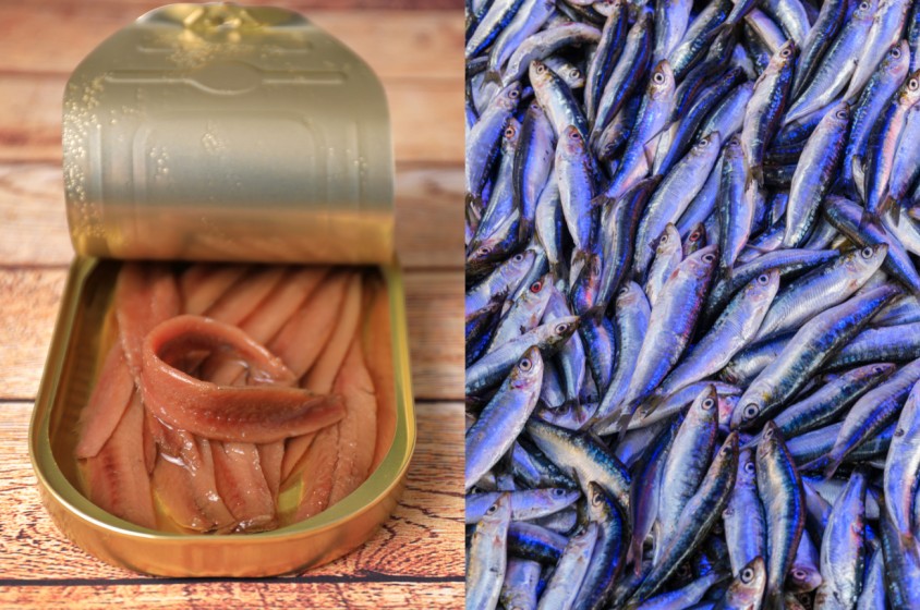 Acciughe del Cantabrico