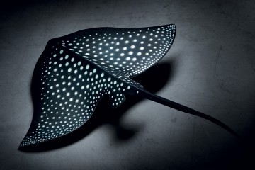 Il cioccolato si fa scultura