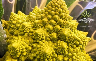 Il broccolo romanesco in cucina