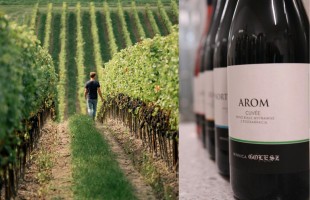 Vino polacco: nuovo Nord DOC
