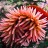 L'anemone nel piatto