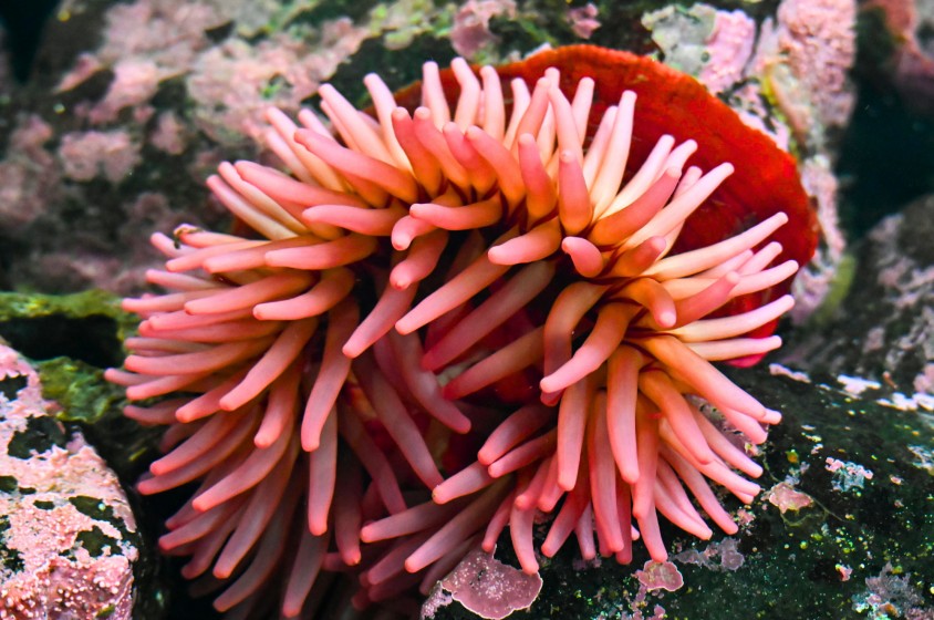 L'anemone nel piatto