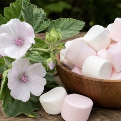 L'altea, madre dei marshmallows