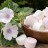 L'altea, madre dei marshmallows