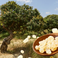 Mastiha, il tesoro di Chio