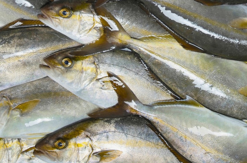 La ricciola