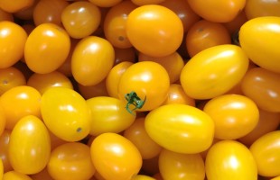 A tavola con i pomodorini gialli