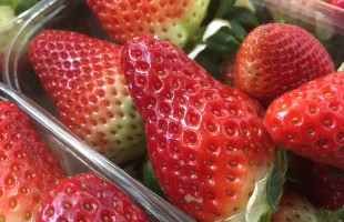 La fragola 