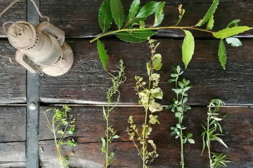 Piante ed erbe spontanee #2