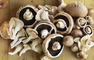Il regno dei funghi
